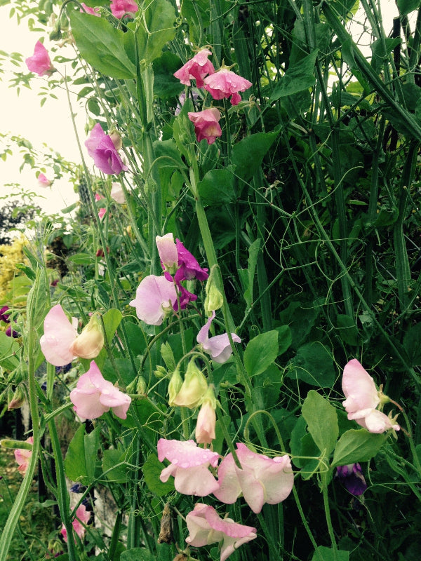 Remote Healing Session