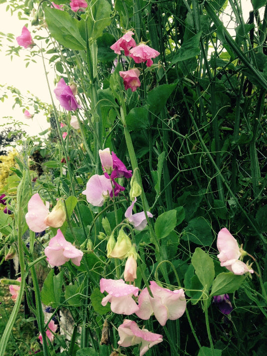 A photo of a lush garden with various colorful flowers and greenery, representing perhaps the natural and holistic approach of the healing service.