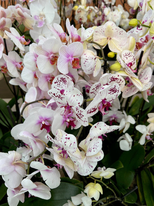 A bunch of orchid flowers with white, purple, and pink petals.