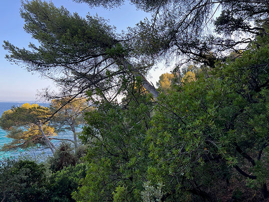 Mediterranean Sea through pine trees